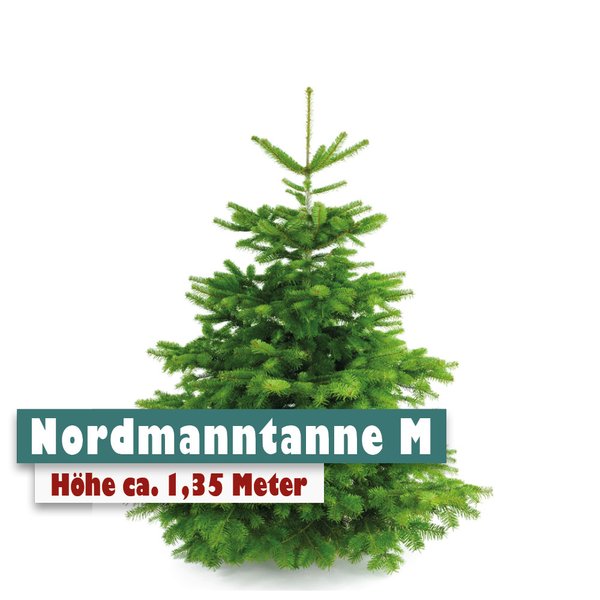 Nordmanntanne Weihnachtsbaum M
