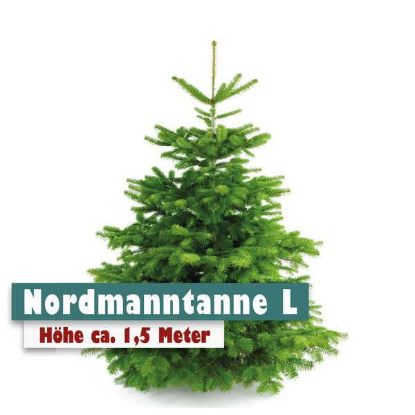 Nordmanntanne Weihnachtsbaum L