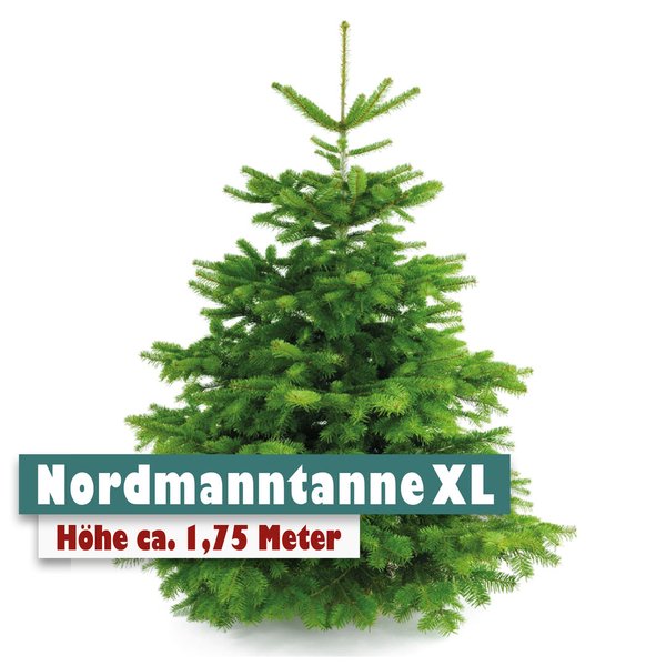 Nordmanntanne Weihnachtsbaum XL