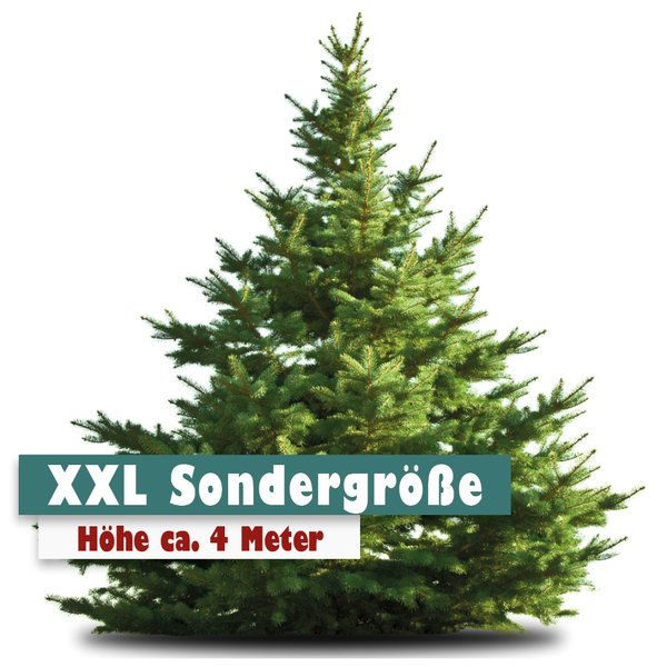 SONDERGRÖSSE Nordmann Weihnachtsbaum 4 Meter