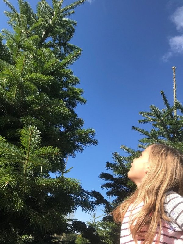 SONDERGRÖSSE Nordmann Weihnachtsbaum 5 Meter