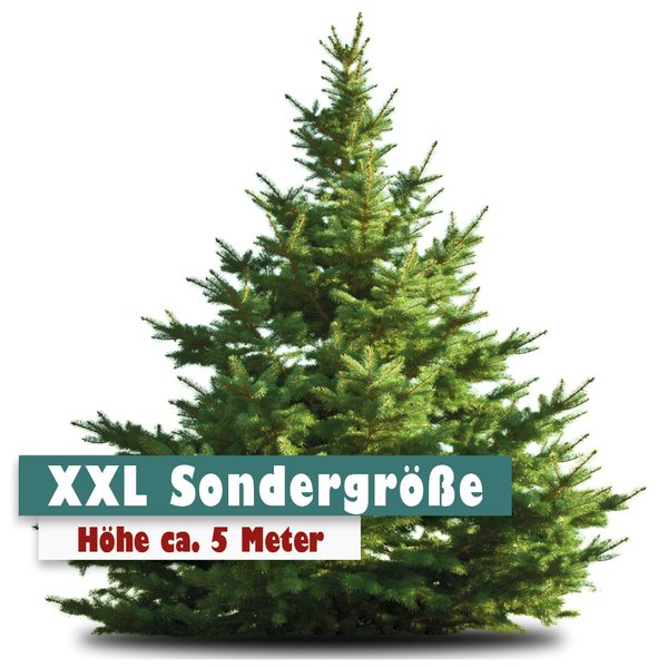 SONDERGRÖSSE Nordmanntanne Weihnachtsbaum 5 Meter