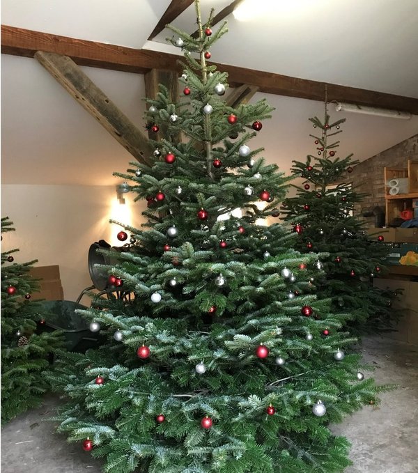 Nordmann Weihnachtsbaum geschmückt 2,2 Meter
