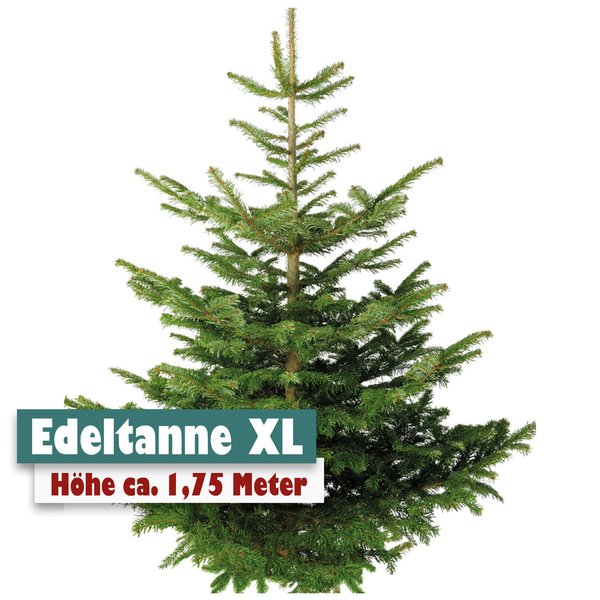 Edeltanne Weihnachtsbaum XL