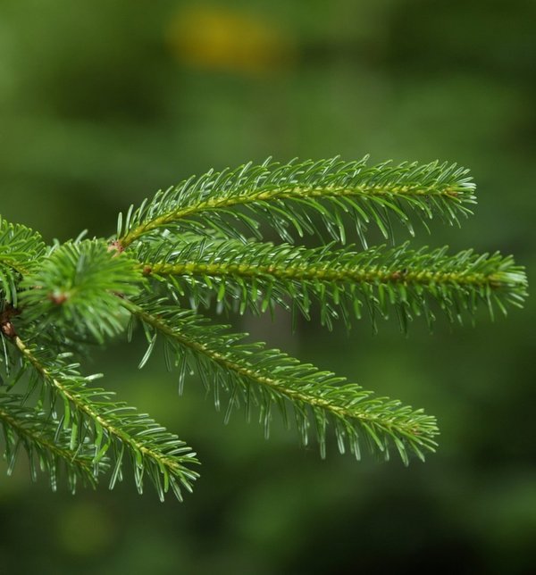 GUTSCHEIN EINLÖSUNG Nordmanntanne Weihnachtsbaum