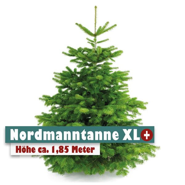 Nordmanntanne Weihnachtsbaum XL plus